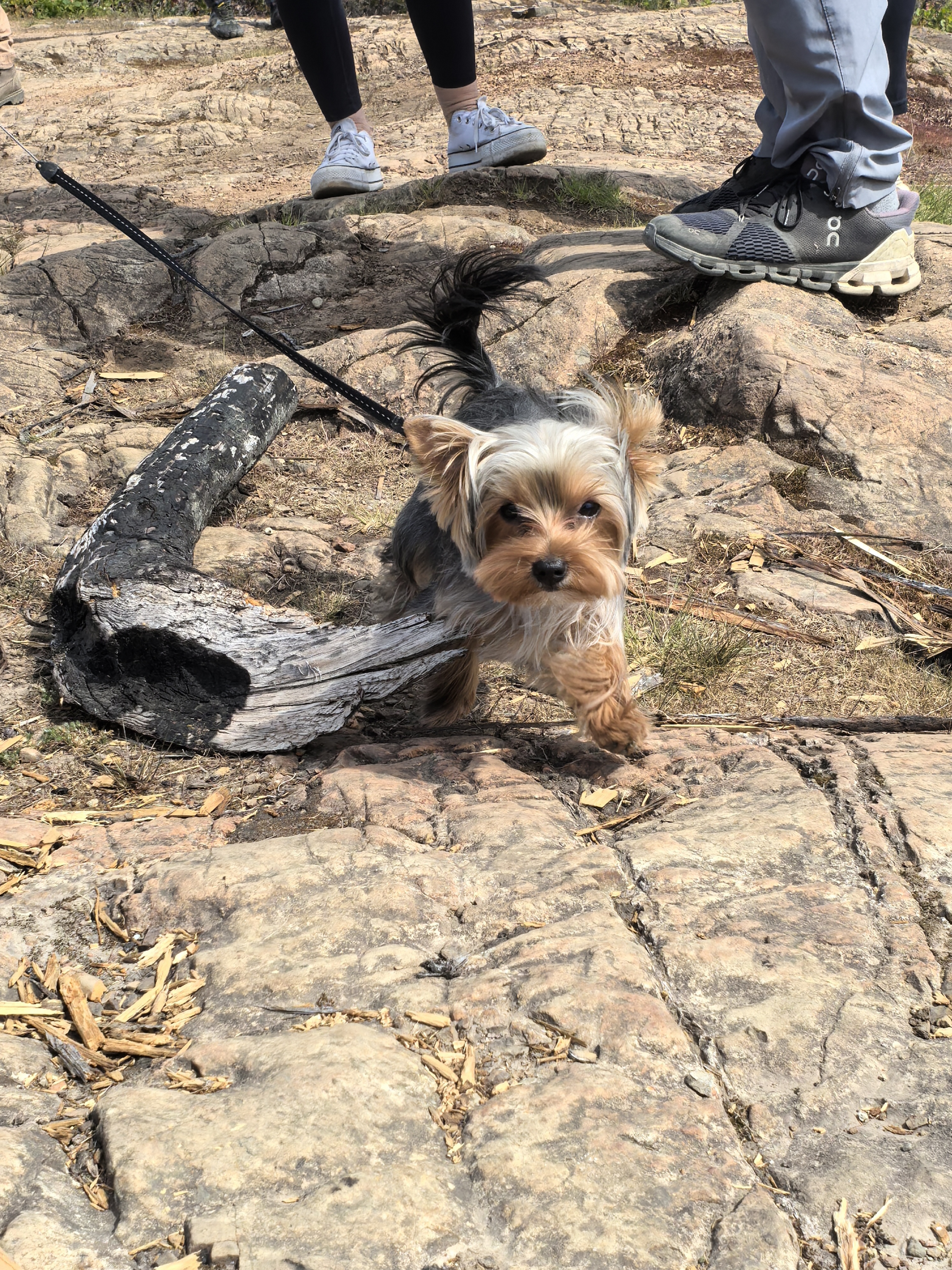 A dog joining the adventure on the trail